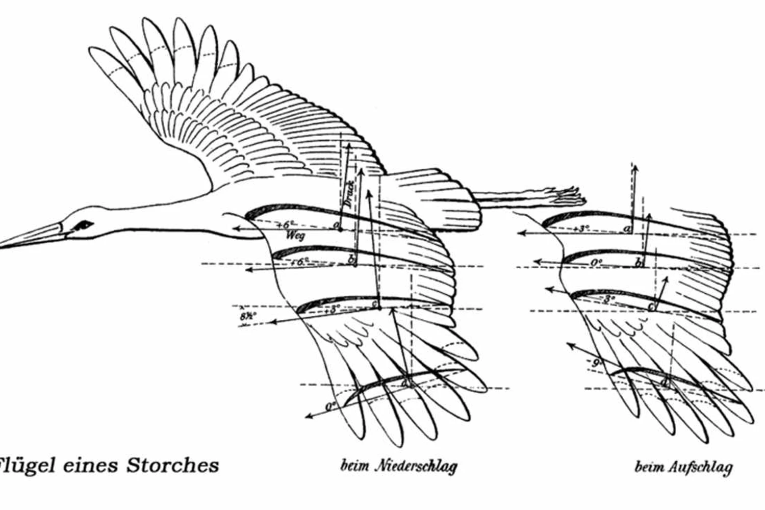 Trecho do livro “O voo das aves como fundamento da arte de voar”, que relaciona os pássaros à engenharia (Domínio Público)